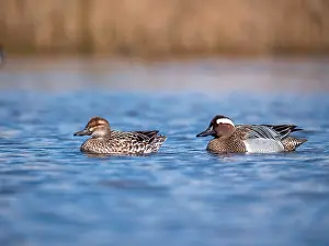 Images Dated 15th April 2021: Garganey; Anas querquedula