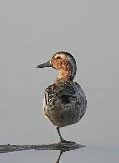 Images Dated 13th May 2007: Garganey, Anas querquedula