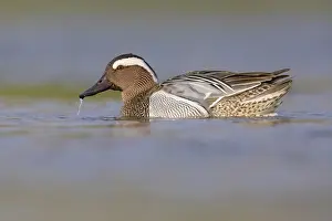 Images Dated 21st March 2021: Garganey, Anas querquedula
