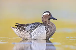 Images Dated 21st April 2021: Garganey, Anas querquedula