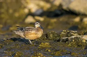 Cabo Da Praia Prints: Garganey, Anas querquedula