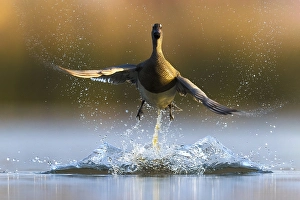 Images Dated 19th April 2021: Garganey, Spatula querquedula