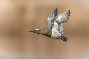 Images Dated 15th March 2021: Garganey, Spatula querquedula