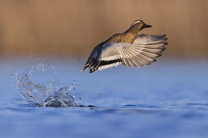 Images Dated 20th March 2021: Garganey, Spatula querquedula