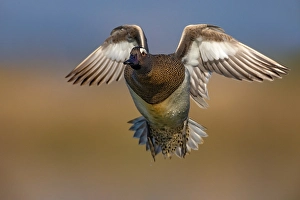 Images Dated 5th April 2022: Garganey, Spatula querquedula
