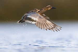 Images Dated 30th May 2021: Garganey, Spatula querquedula