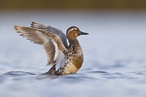 Images Dated 30th May 2021: Garganey, Spatula querquedula