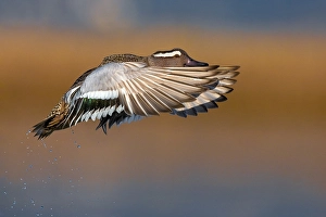 Images Dated 24th March 2022: Garganey, Spatula querquedula