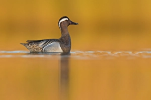 Images Dated 5th April 2021: Garganey, Spatula querquedula