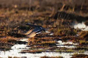 Take Off Prints: Garganey, Spatula querquedula