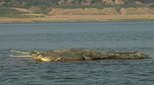 Images Dated 14th June 2014: Gaviaal, Gharial, Gavialis gangeticus