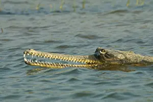 Images Dated 14th June 2014: Gaviaal, Gharial, Gavialis gangeticus