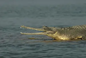 Images Dated 14th June 2014: Gaviaal, Gharial, Gavialis gangeticus