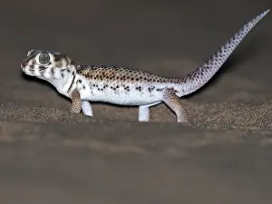 Gecko Prints: Gecko spec