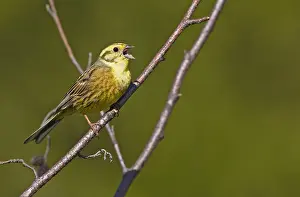 Images Dated 9th June 2005: Geelgors, Yellowhammer, Emberiza citrinella