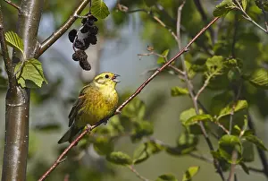 Images Dated 9th June 2005: Geelgors, Yellowhammer, Emberiza citrinella