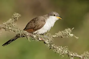 Images Dated 23rd April 2014: Geelsnavelkoekoek, Yellow-billed Cuckoo, Coccyzus americanus