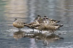 Images Dated 8th March 2006: Gekuifde Eend, Crested Duck, Lophonetta specularioides