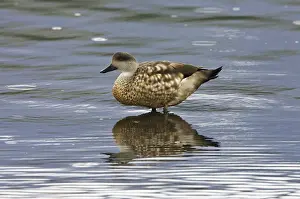 Images Dated 8th March 2006: Gekuifde Eend, Crested Duck, Lophonetta specularioides