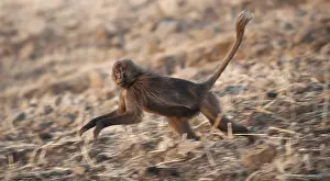 Rennend Prints: Gelada, Gelada, Theropithecus gelada
