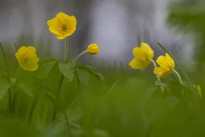 Stinzenflora Prints: Gele anemoon Yellow Anemon; Anemone ranunculoides