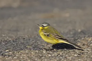 Rodelijst Prints: Gele Kwikstaart, Blue-headed Wagtail, Motacilla flava