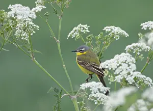 Rodelijst Prints: Gele Kwikstaart, Blue-headed Wagtail, Motacilla flava