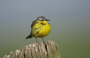 Rodelijst Prints: Gele Kwikstaart, Blue-headed Wagtail, Motacilla flava