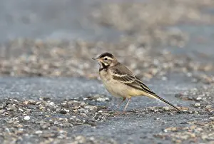 Rodelijst Prints: Gele Kwikstaart, Blue-headed Wagtail, Motacilla flava