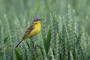 Images Dated 20th June 2015: Gele Kwikstaart, Blue-headed Wagtail; Motacilla flava