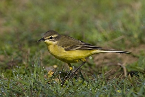 2009 Prints: Gele Kwikstaart, Yellow Wagtail, Motacilla flava