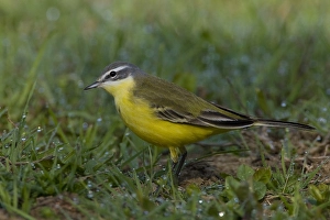 2009 Prints: Gele Kwikstaart, Yellow Wagtail, Motacilla flava