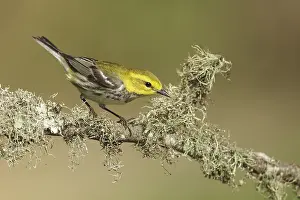 Images Dated 23rd April 2014: Gele Zwartkeelzanger, Black-throated Green Warbler, Setophaga vi