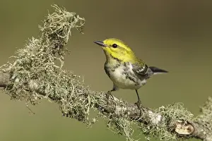 Images Dated 23rd April 2014: Gele Zwartkeelzanger, Black-throated Green Warbler, Setophaga vi