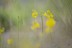 Images Dated 22nd June 2020: Genista sagittalis
