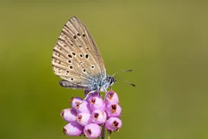 Images Dated 6th July 2016: Gentiaanblauwtje, Alcon Blue, Phengaris alcon