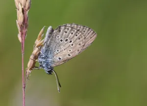 Images Dated 6th July 2016: Gentiaanblauwtje, Alcon Blue, Phengaris alcon