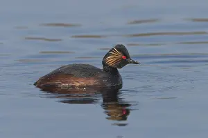 Images Dated 15th April 2004: Geoorde Fuut; Black-necked Grebe; Podiceps nigricollis