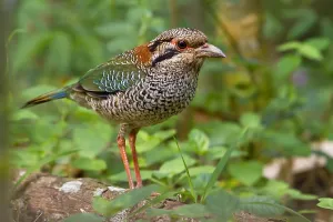 Images Dated 26th October 2010: Geschubde Grondscharrelaar, Scaly Ground-Roller, Geobiastes squa