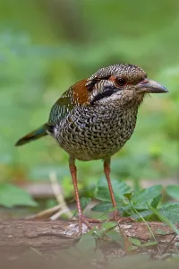 Images Dated 26th October 2010: Geschubde Grondscharrelaar, Scaly Ground-Roller, Geobiastes squa
