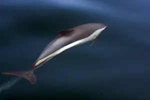 Onderwater Prints: Gestreepte Dolfijn, Striped Dolphin, Stenella coeruleoalba
