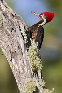 Images Dated 8th November 2012: Gestreepte Helmspecht, Lineated Woodpecker, Dryocopus lineatus