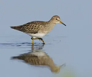 Images Dated 19th April 2014: Gestreepte Strandloper, Pectoral Sandpiper, Calidris melanotos
