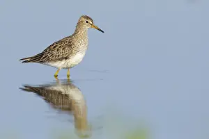 Images Dated 19th April 2014: Gestreepte Strandloper, Pectoral Sandpiper, Calidris melanotos