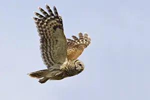 Images Dated 23rd February 2006: Gestreepte Uil, Barred Owl, Strix varia