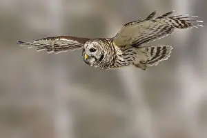Images Dated 23rd February 2006: Gestreepte Uil, Barred Owl, Strix varia