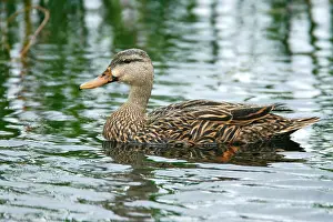 Images Dated 24th February 2006: Gevlekte Eend, Mottled Duck, Anas fulvigula