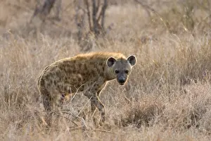 Images Dated 18th September 2008: Gevlekte Hyena, Spotted Hyena, Crocuta crocuta
