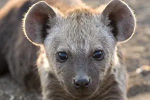 Images Dated 18th September 2008: Gevlekte Hyena, Spotted Hyena, Crocuta crocuta