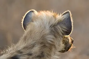 Images Dated 18th September 2008: Gevlekte Hyena, Spotted Hyena, Crocuta crocuta